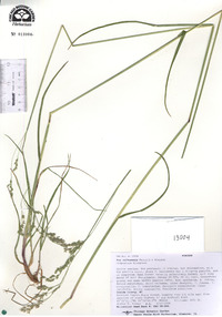 Poa saltuensis image