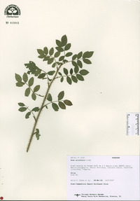 Rosa acicularis image