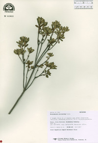 Rhododendron micranthum image