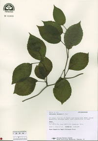Schisandra chinensis image