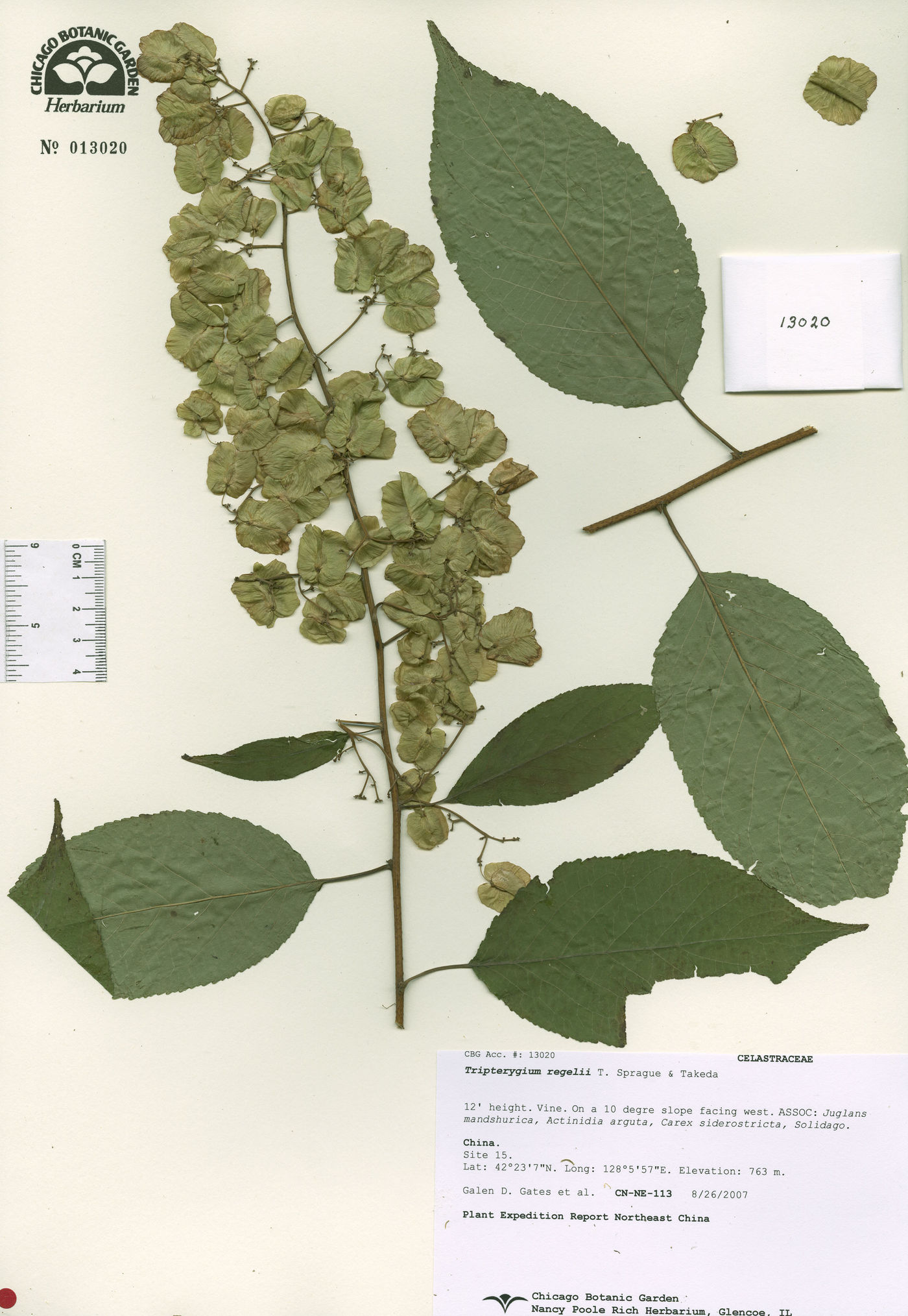 Tripterygium wilfordii image