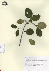 Viburnum burejaeticum image