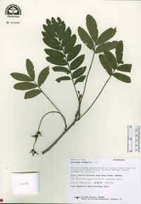 Pterocarya stenoptera image