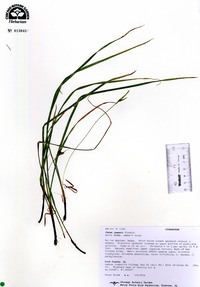 Carex jamesii image