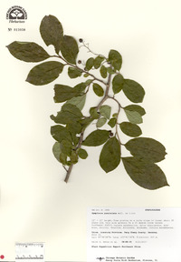 Symplocos paniculata image