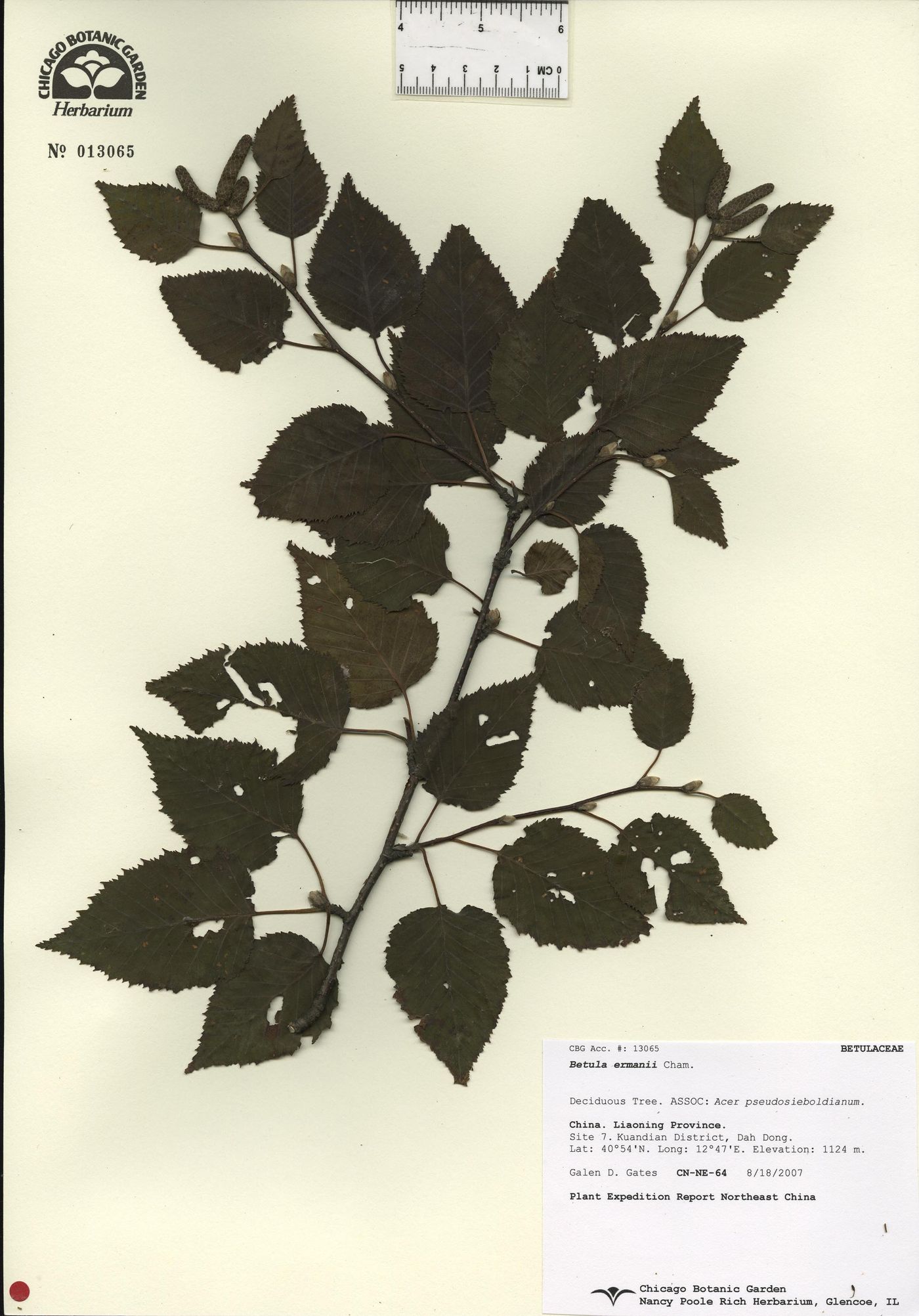 Betula ermanii image