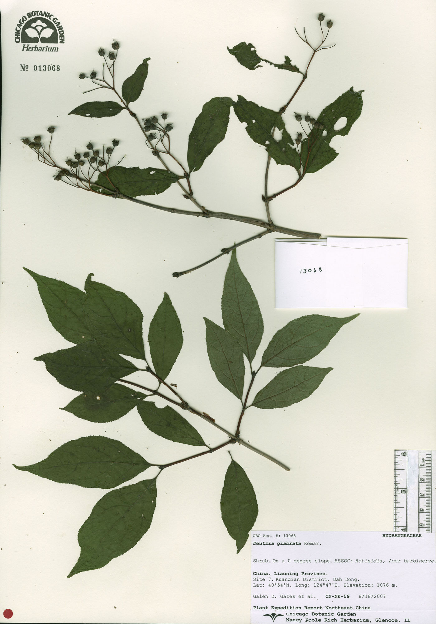 Deutzia glabrata image