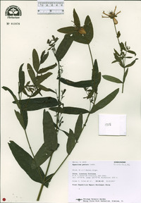 Hypericum ascyron subsp. gebleri image