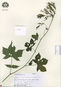 Filipendula glaberrima image