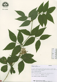 Lathyrus davidii image
