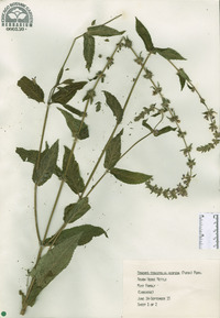 Stachys tenuifolia image