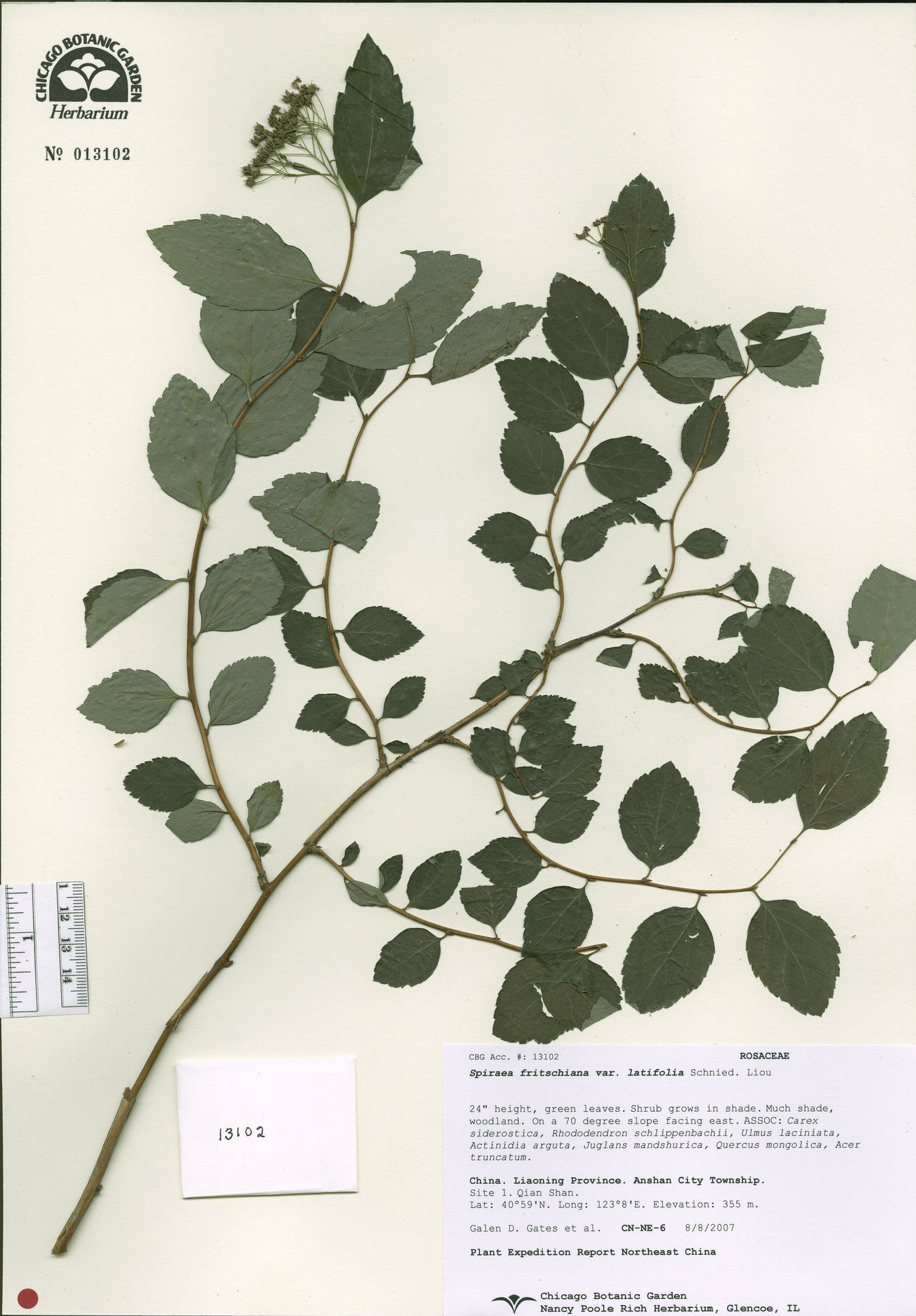 Spiraea fritschiana var. angulata image
