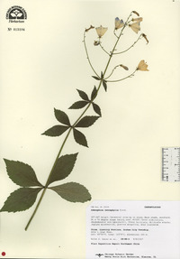 Adenophora triphylla image
