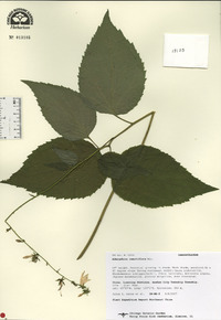 Adenophora remotiflora image