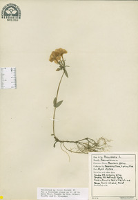 Phlox ovata image