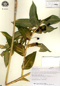 Polygonatum biflorum var. commutatum image