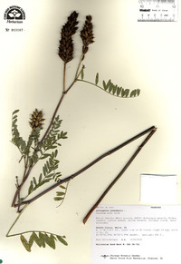 Astragalus canadensis var. canadensis image