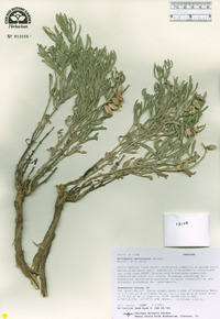 Astragalus nelsonianus image