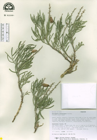 Astragalus nelsonianus image