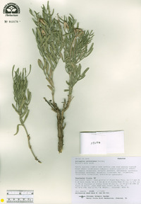 Astragalus nelsonianus image