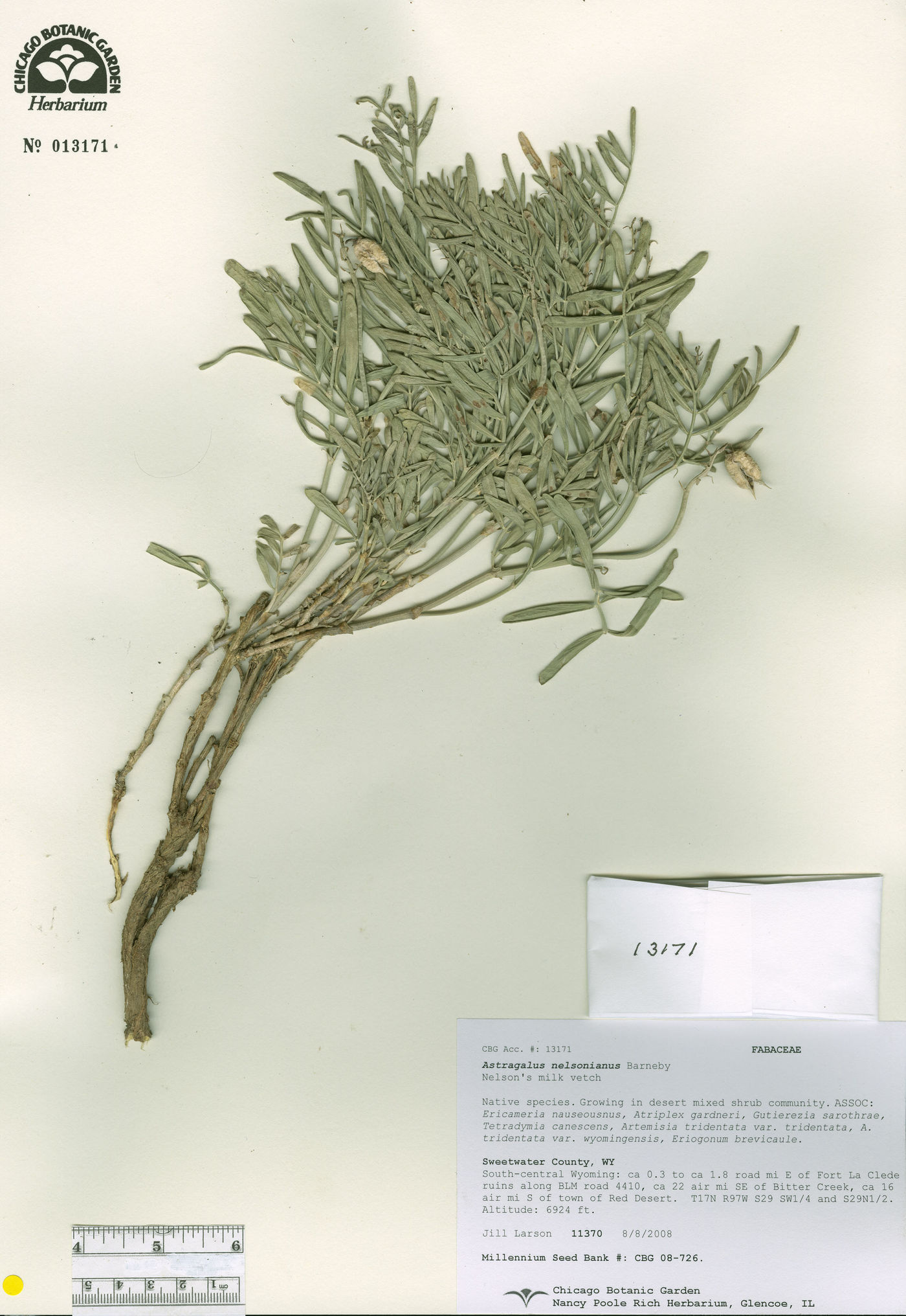 Astragalus nelsonianus image