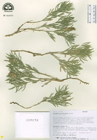 Astragalus nelsonianus image