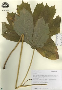 Podophyllum peltatum image