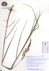 Calamagrostis canadensis image