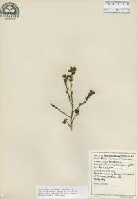 Vaccinium angustifolium image