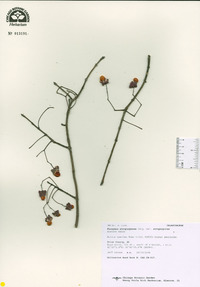 Euonymus atropurpureus var. atropurpureus image