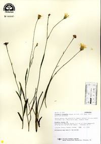 Pityopsis oligantha image