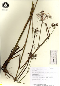 Oxypolis filiformis image