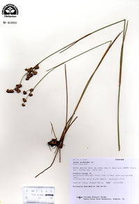 Juncus scirpoides image