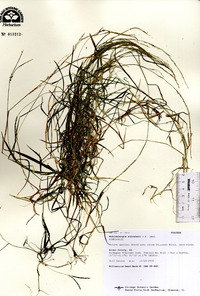 Muhlenbergia schreberi image