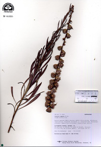 Liatris aspera image