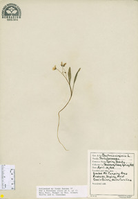 Claytonia virginica image