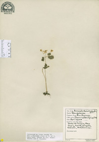 Anemonella thalictroides image