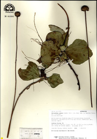 Helianthus radula image