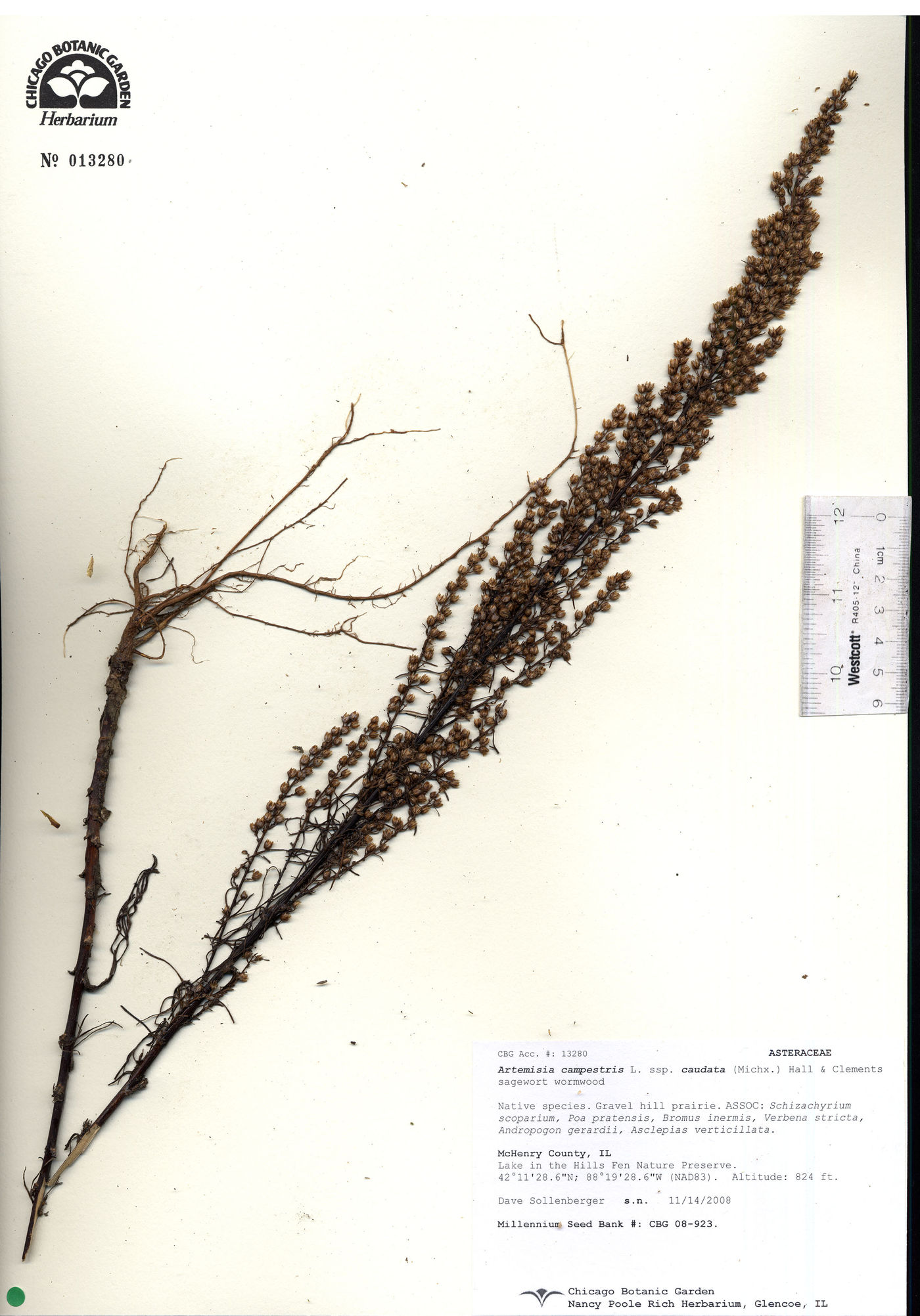 Artemisia campestris subsp. caudata image