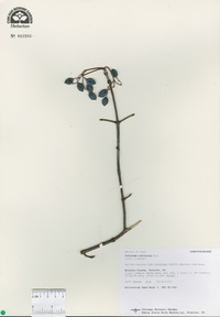 Viburnum rufidulum image