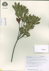 Cliftonia monophylla image