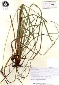 Carex joorii image