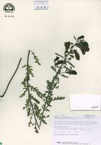 Aureolaria grandiflora image