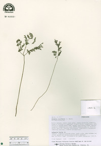 Dicentra cucullaria image