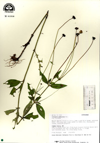 Coreopsis pubescens image