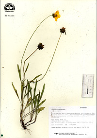 Coreopsis lanceolata image