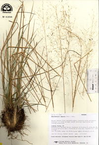 Muhlenbergia expansa image