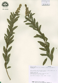 Spiraea alba image