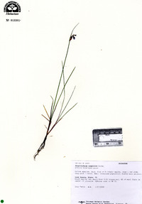 Sisyrinchium campestre image