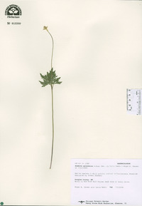 Anemone cylindrica image